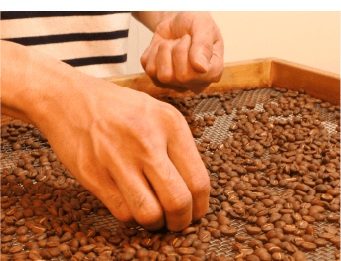 神戸市須磨区焙煎コーヒーの就労支援 step3.コーヒー豆の情愛を1粒ずつ手作業でチェックする様子